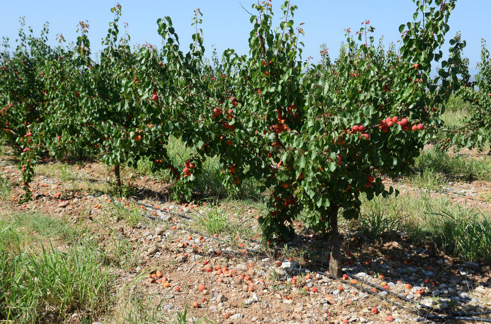 <p>Državni sekretar Budimir Mugoša je rekao da bi bilo pitanje i da li bi za sanaciju štete bio dovoljan i cijeli agrobudžet Ministarstva, zbog čega bi bilo potrebno da Vlada odobri dodatni novac</p>