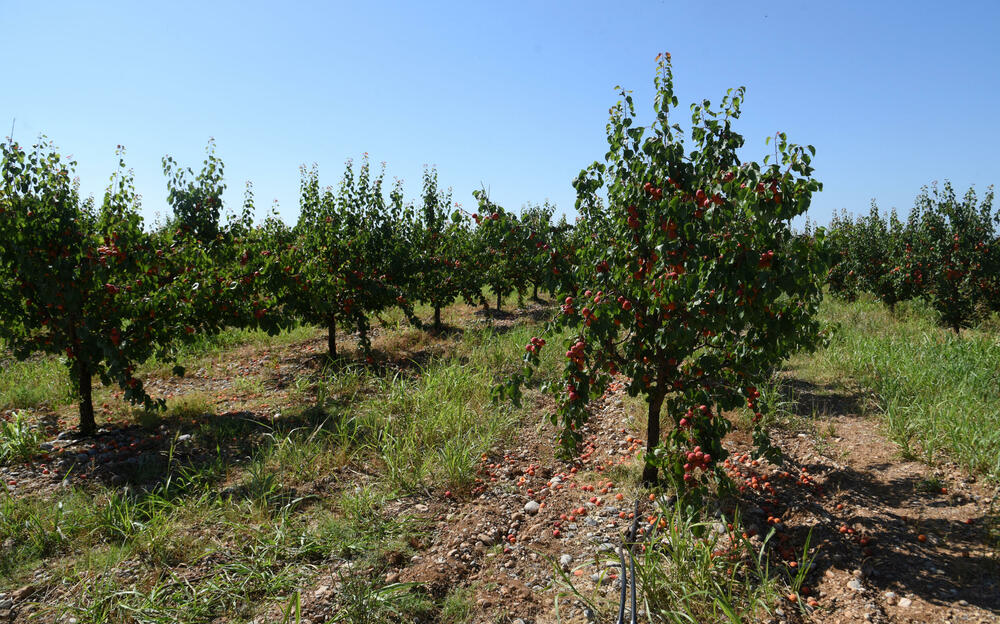 <p>Državni sekretar Budimir Mugoša je rekao da bi bilo pitanje i da li bi za sanaciju štete bio dovoljan i cijeli agrobudžet Ministarstva, zbog čega bi bilo potrebno da Vlada odobri dodatni novac</p>