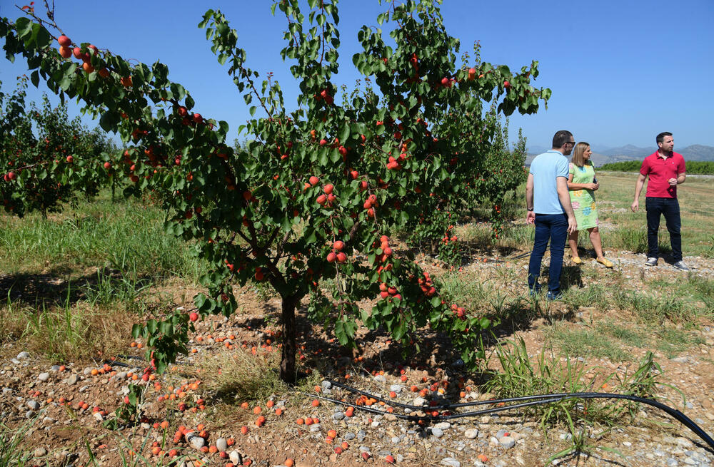 <p>Državni sekretar Budimir Mugoša je rekao da bi bilo pitanje i da li bi za sanaciju štete bio dovoljan i cijeli agrobudžet Ministarstva, zbog čega bi bilo potrebno da Vlada odobri dodatni novac</p>