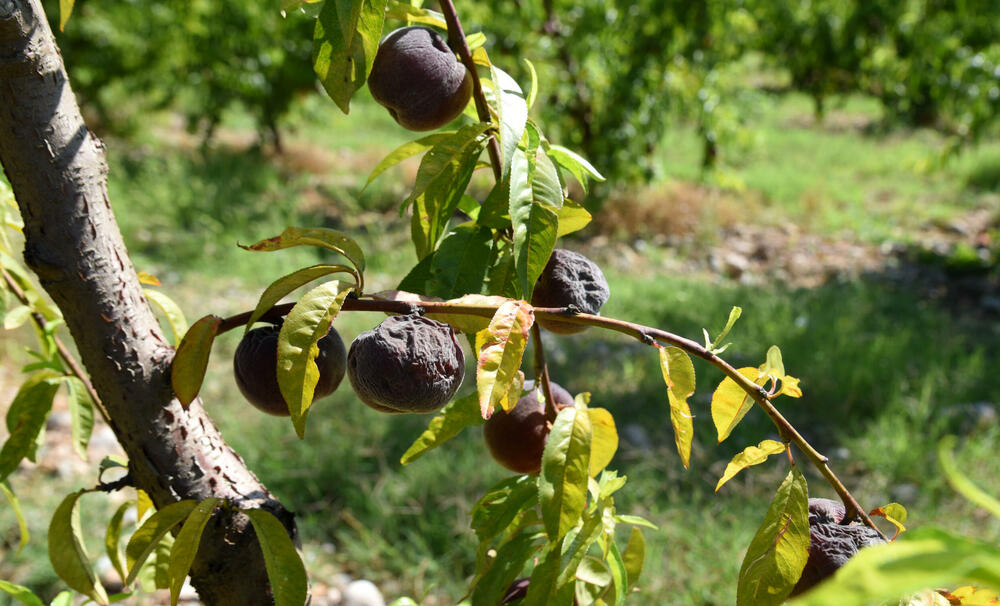 <p>Državni sekretar Budimir Mugoša je rekao da bi bilo pitanje i da li bi za sanaciju štete bio dovoljan i cijeli agrobudžet Ministarstva, zbog čega bi bilo potrebno da Vlada odobri dodatni novac</p>