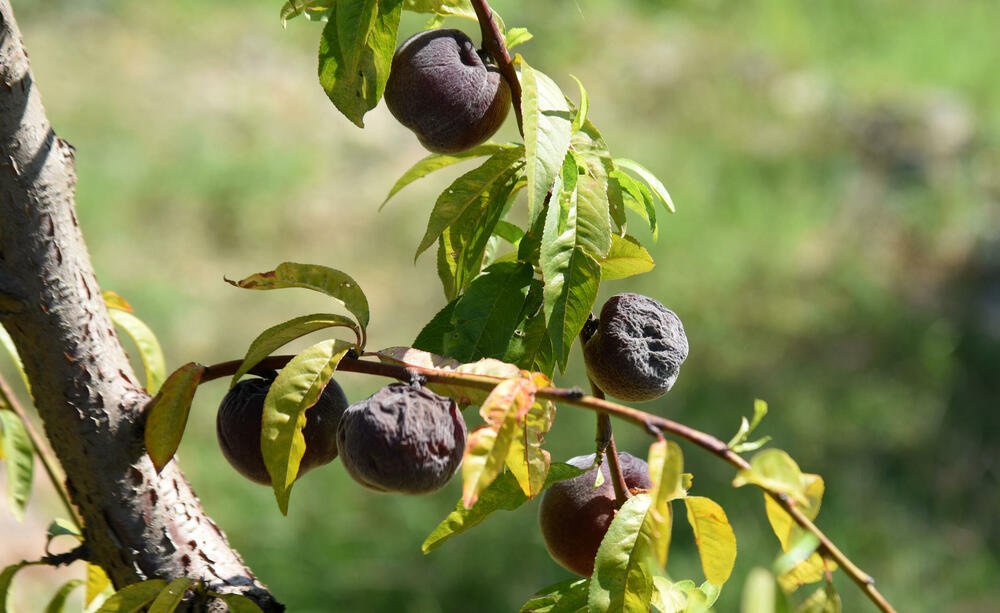<p>Državni sekretar Budimir Mugoša je rekao da bi bilo pitanje i da li bi za sanaciju štete bio dovoljan i cijeli agrobudžet Ministarstva, zbog čega bi bilo potrebno da Vlada odobri dodatni novac</p>