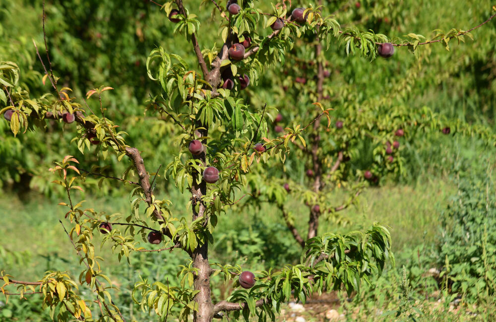 <p>Državni sekretar Budimir Mugoša je rekao da bi bilo pitanje i da li bi za sanaciju štete bio dovoljan i cijeli agrobudžet Ministarstva, zbog čega bi bilo potrebno da Vlada odobri dodatni novac</p>