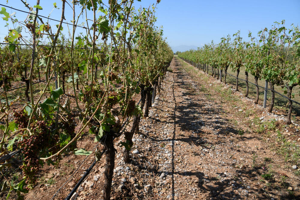 Foto: Boris Pejović