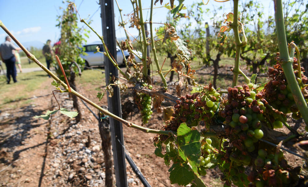 <p>Državni sekretar Budimir Mugoša je rekao da bi bilo pitanje i da li bi za sanaciju štete bio dovoljan i cijeli agrobudžet Ministarstva, zbog čega bi bilo potrebno da Vlada odobri dodatni novac</p>