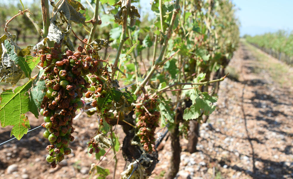 <p>Državni sekretar Budimir Mugoša je rekao da bi bilo pitanje i da li bi za sanaciju štete bio dovoljan i cijeli agrobudžet Ministarstva, zbog čega bi bilo potrebno da Vlada odobri dodatni novac</p>