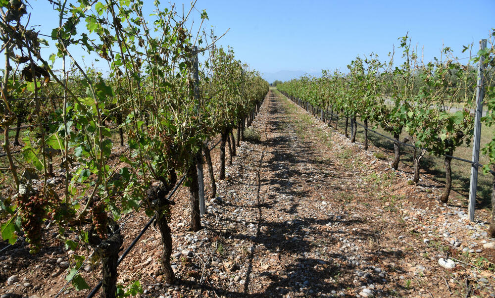 <p>Državni sekretar Budimir Mugoša je rekao da bi bilo pitanje i da li bi za sanaciju štete bio dovoljan i cijeli agrobudžet Ministarstva, zbog čega bi bilo potrebno da Vlada odobri dodatni novac</p>