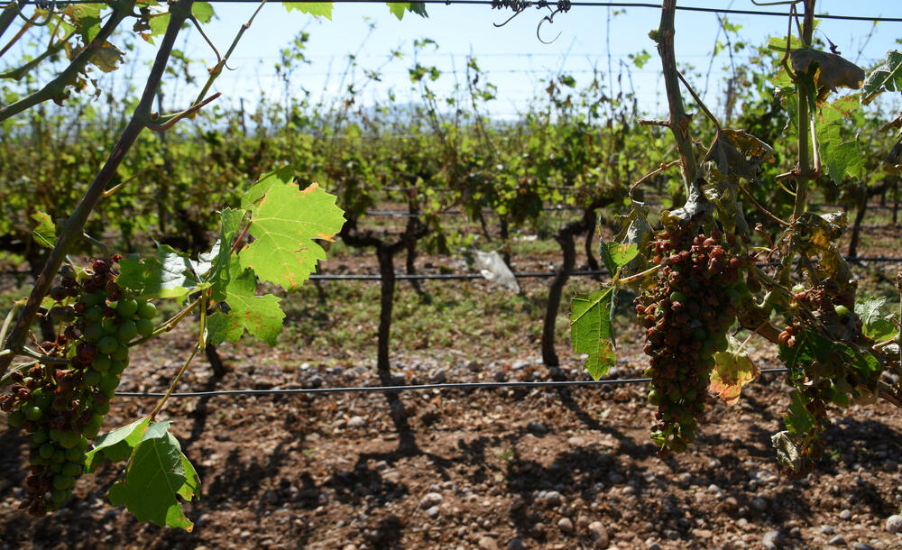 <p>Državni sekretar Budimir Mugoša je rekao da bi bilo pitanje i da li bi za sanaciju štete bio dovoljan i cijeli agrobudžet Ministarstva, zbog čega bi bilo potrebno da Vlada odobri dodatni novac</p>