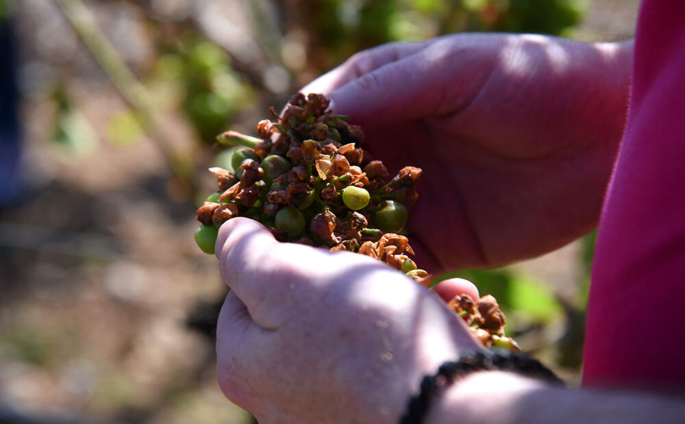 <p>Državni sekretar Budimir Mugoša je rekao da bi bilo pitanje i da li bi za sanaciju štete bio dovoljan i cijeli agrobudžet Ministarstva, zbog čega bi bilo potrebno da Vlada odobri dodatni novac</p>