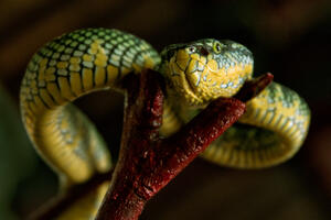 Farma sa 110 opasnih zmija otkrivena u Njemačkoj