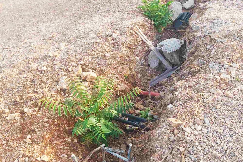 Na prostoru gdje je stala gradnja kružnog toka već porasli jasenovi, Foto: Siniša Luković