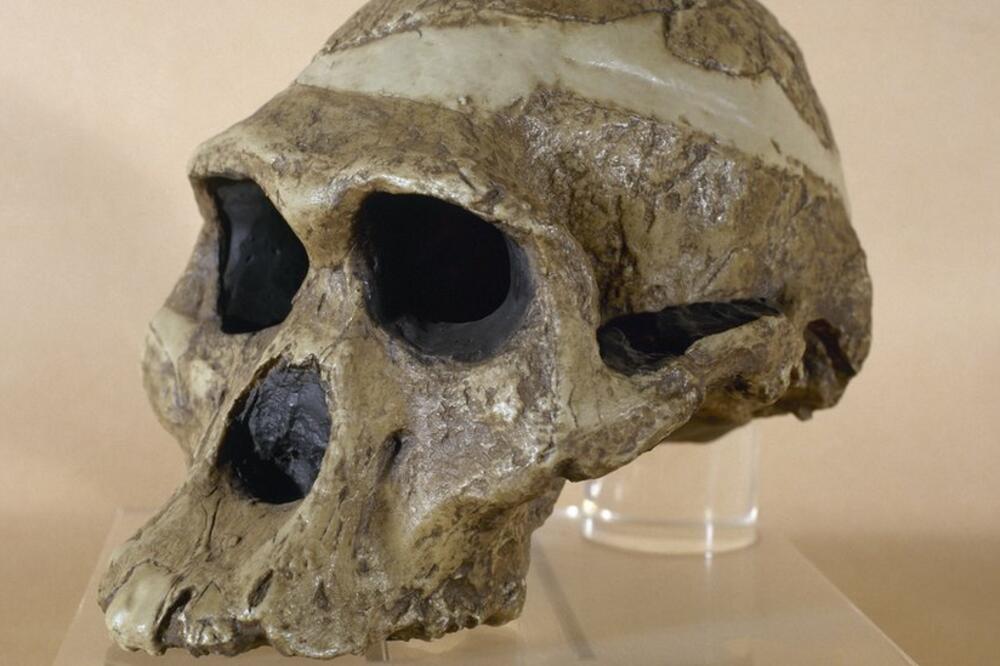 Replika lobanje koja je pripadala pećinskoj ženi Ples, čiji su ostaci pronađeni u južnoafričkoj pećini 1947. godine, Foto: Getty Images