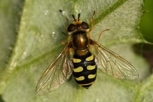 Nikšić: Najezda osolikih muva i biljnih vaši zbog klimatskih...