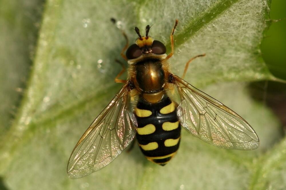 Foto: Privatna arhiva