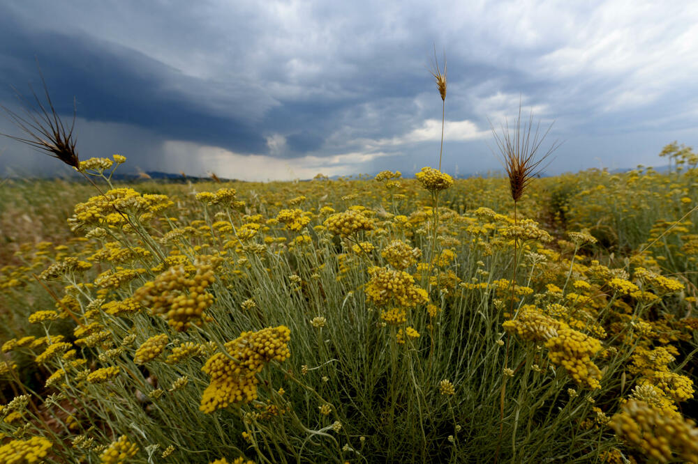 Ilustracija, Foto: Boris Pejović