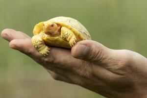 Beba džinovske kornjače sa Galapagosa prva albino svoje vrste...