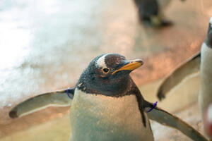 Pingvini i vidre ne mare za krizu, odbijaju jeftiniju ribu