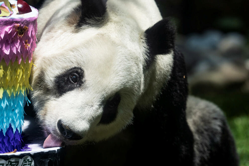 Panda Šuan Šuan, Foto: Reuters