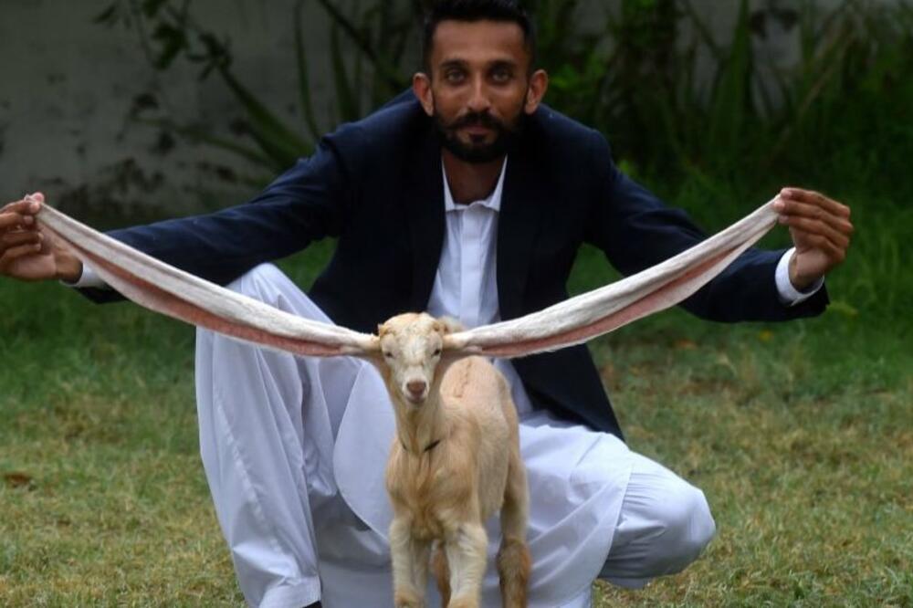 Simbin vlasnik, pakistanski farmer Mohamad Hasan Narejo, ponosno drži njegove uši, Foto: Getty Images