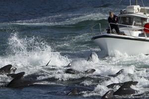 Farska Ostrva: Poslije pokolja, vlada ograničava lov na delfine