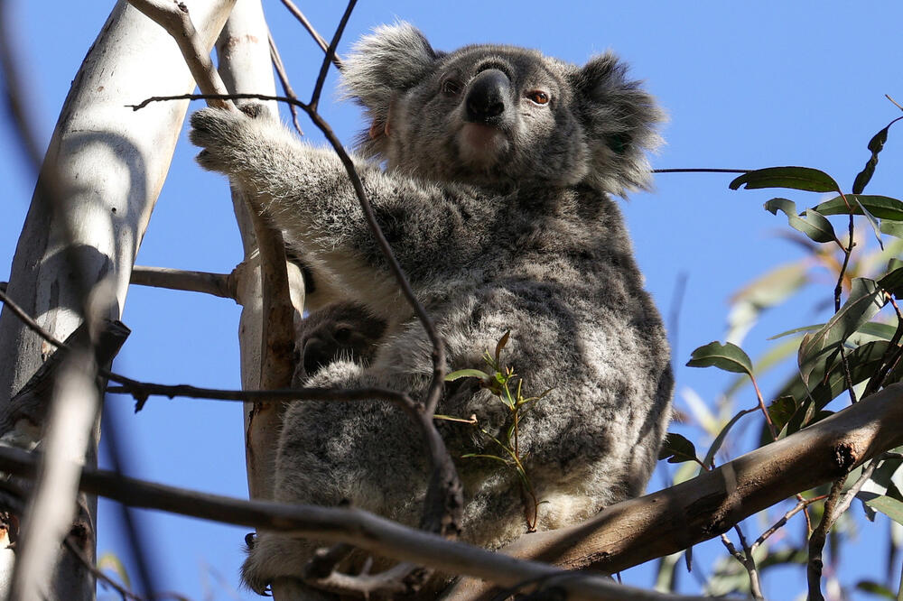Detalj iz Asutralije: Koala, Foto: Reuters