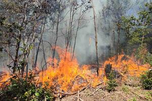 Nakon šumskog požara 30 godina nema gradnje na tom zemljištu