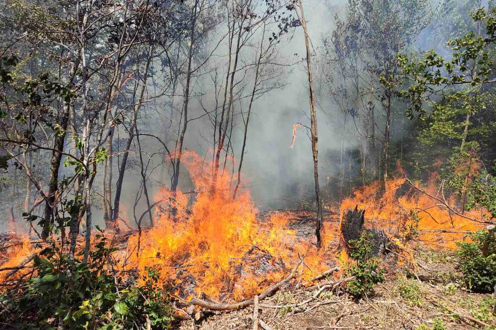 Požar na planini Vojnik, Foto: Svetlana Mandić