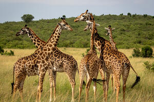 Rijedak slučaj u Keniji – rodile se dvije masajske žirafe