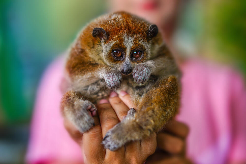 spori lemur