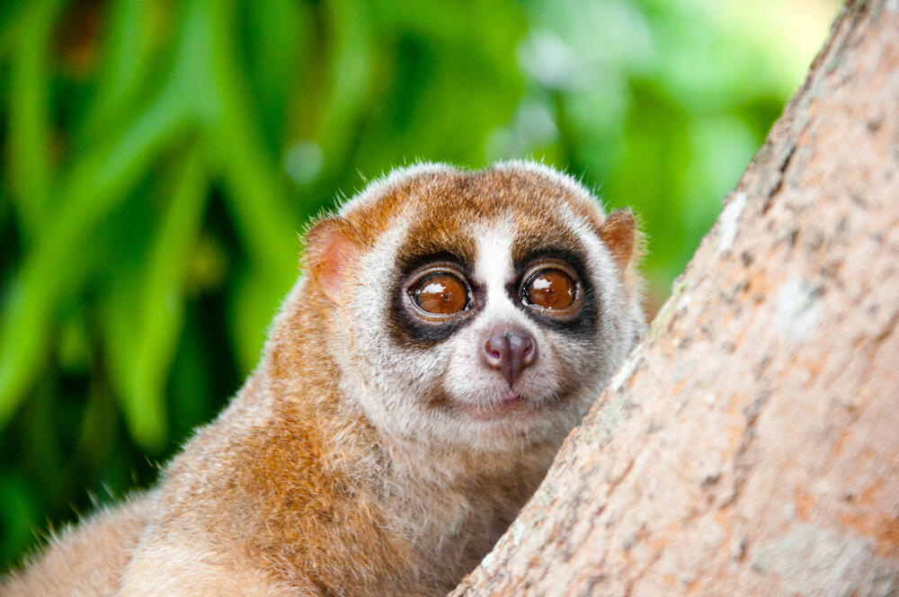 spori lemur