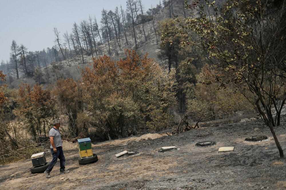 Statis Albanis kod uništenih košnica nakon šumskog požara na ostrvu Evia u avgustu prošle godine