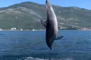 Slučajni susret sa delfinima u Boki VIDEO
