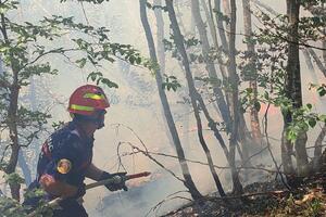 Prošle godine izgorjelo 3,2 hiljade hektara šume