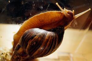 "Ne jedite ih, ne dirajte ih" - vlasti Floride upozoravaju na...