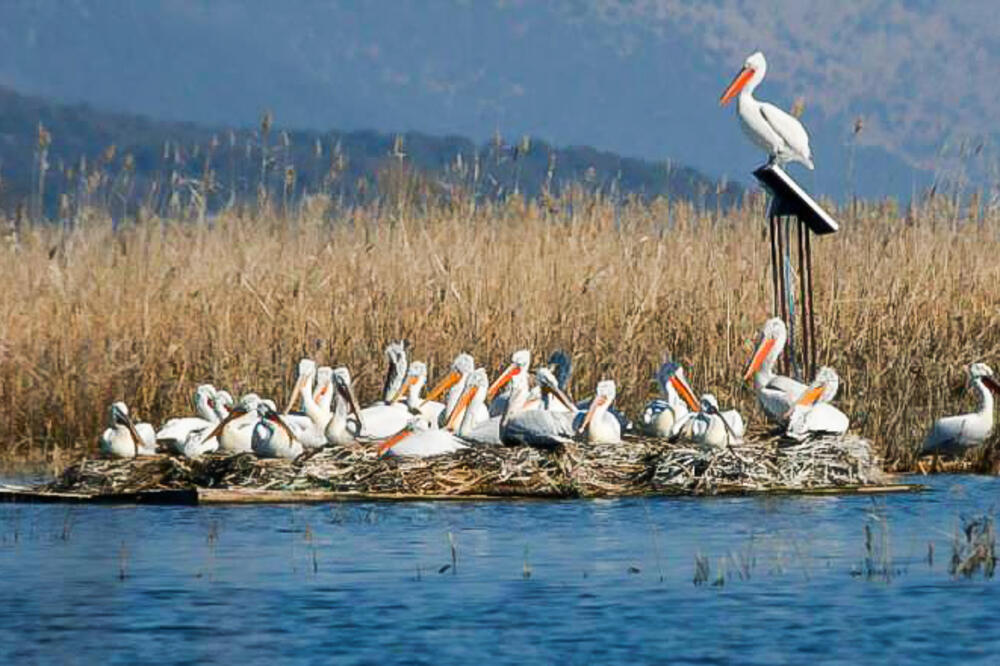 The pelican lives and nests on Lake Skadar, Photo: Private archive