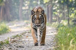 Nepal vratio tigrove sa ivice istrebljenja: Od "veličanstveno...