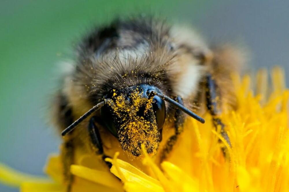 Foto: Ed Reschke/Getty Image