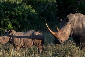 Afrika: Uhapšena grupa osumnjičenih za veliku trgovinu divljim...
