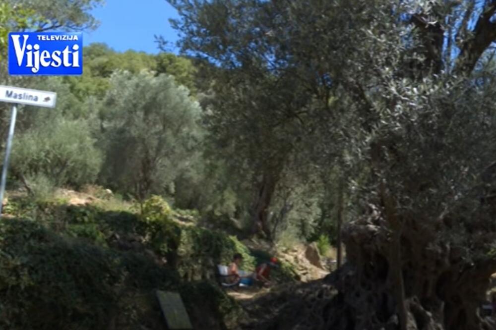 Velja Maslina, Foto: Screenshot/TV Vijesti