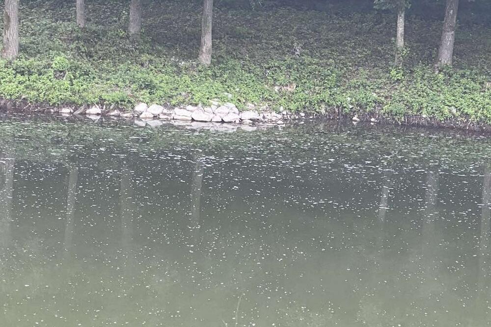 Foto: Jadranka Ćetković