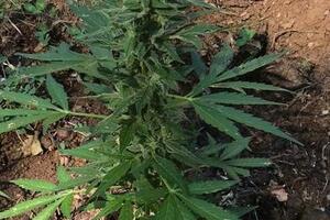 Podgoričanin uhapšen zbog sumnje da je vlasnik plantaže marihuane