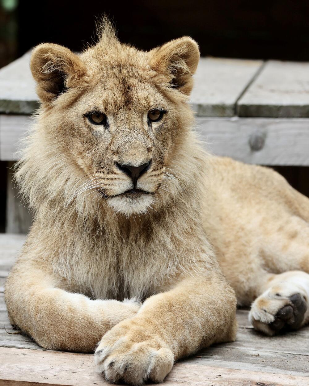 <p>Svjetski dan lavova ima za cilj podizanje svijesti o ljepoti "kraljeva džungle" i informisanju javnosti o tome kako su lavovi na korak od liste ugroženih životinja kojima prijeti nestanak</p>