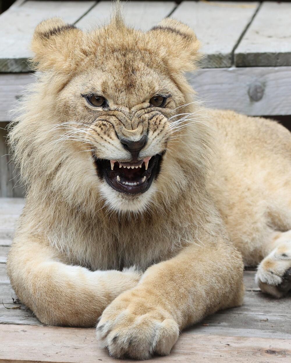 <p>Svjetski dan lavova ima za cilj podizanje svijesti o ljepoti "kraljeva džungle" i informisanju javnosti o tome kako su lavovi na korak od liste ugroženih životinja kojima prijeti nestanak</p>