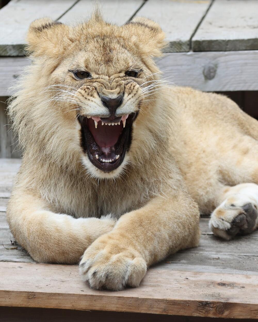 <p>Svjetski dan lavova ima za cilj podizanje svijesti o ljepoti "kraljeva džungle" i informisanju javnosti o tome kako su lavovi na korak od liste ugroženih životinja kojima prijeti nestanak</p>