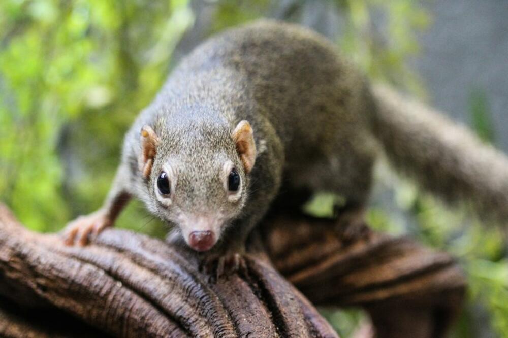 Virus Langia je uglavnom otkriven kod šumskih rovčica, Foto: Getty Images