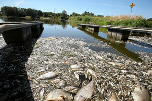 Tone uginule ribe izvučene iz Odre, Poljska istražuje moguću...