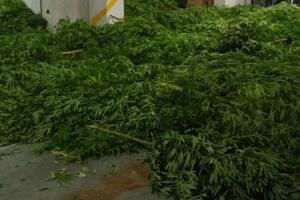 Pronađena plantaža marihuane, uhapšene dvije osobe