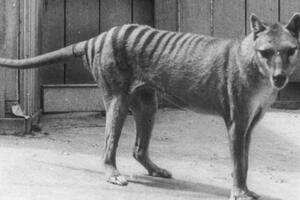 Australija: Naučnici se nadaju da će oživjeti izumrlu vrstu...