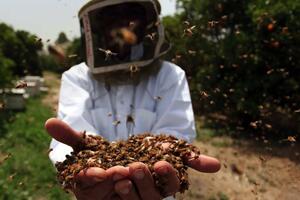 Svjetski dan meda i zdravlje: Zašto je slatki pčelinji nektar...