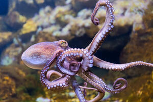 Pametni mekušci: Po čemu se razlikuju lignje i hobotnice?