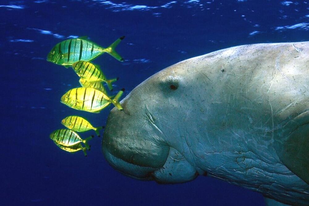 Foto: Patrick Louisy